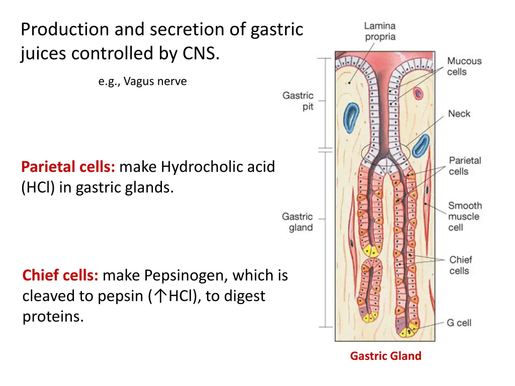 production and secretion of gastric juices