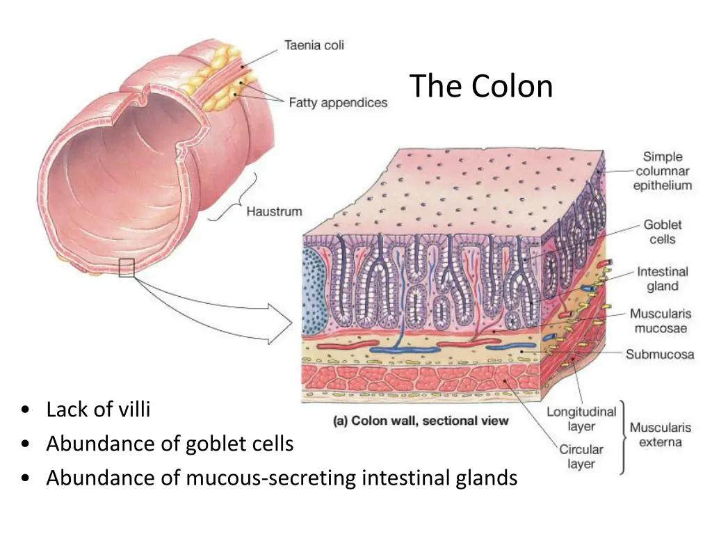 the colon