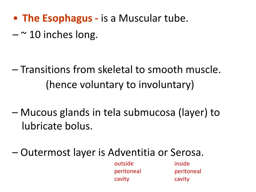 the esophagus is a muscular tube 10 inches long