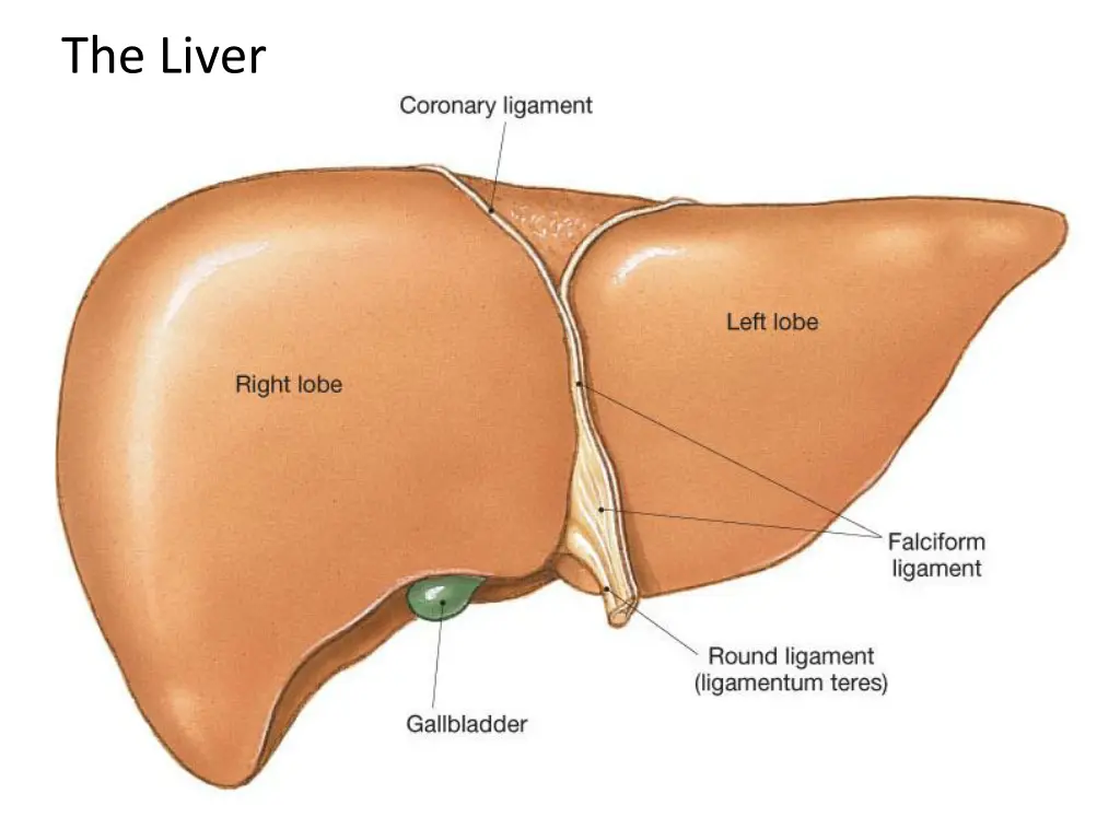 the liver