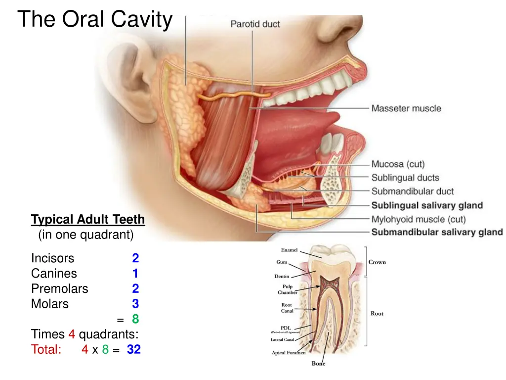 the oral cavity