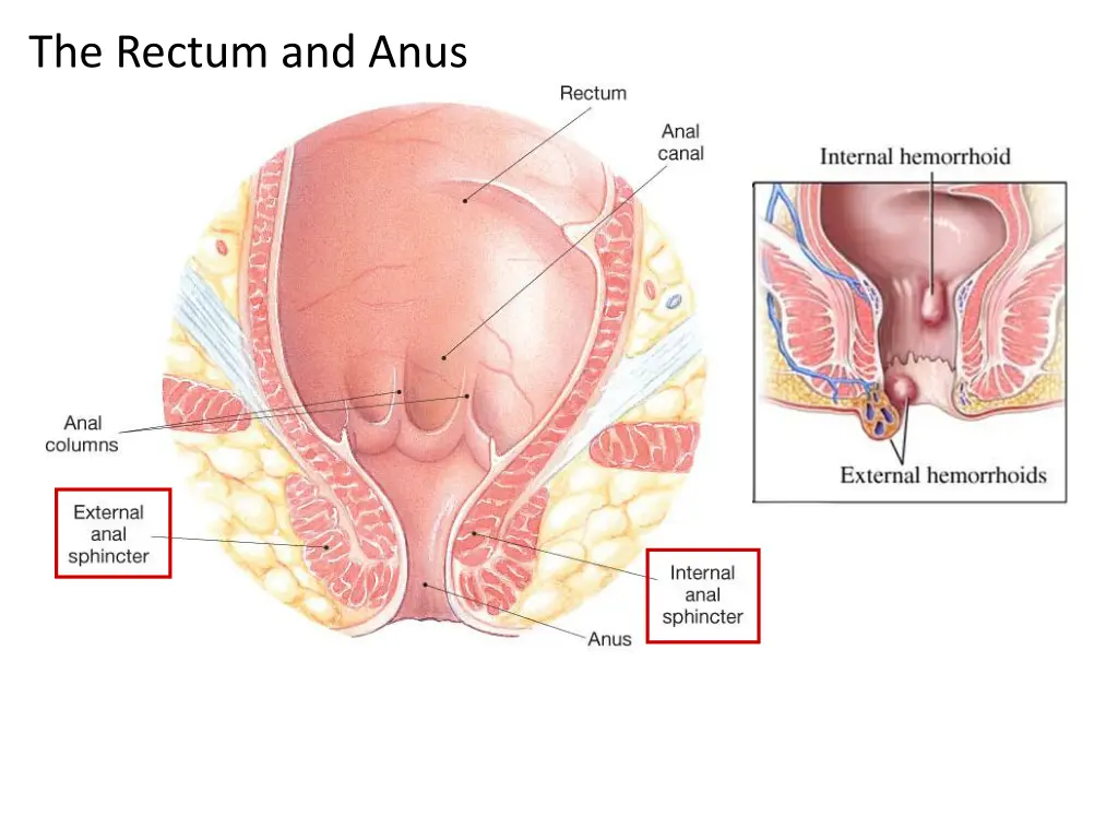 the rectum and anus