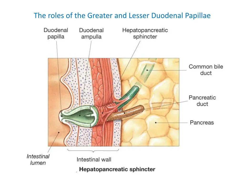 the roles of the greater and lesser duodenal