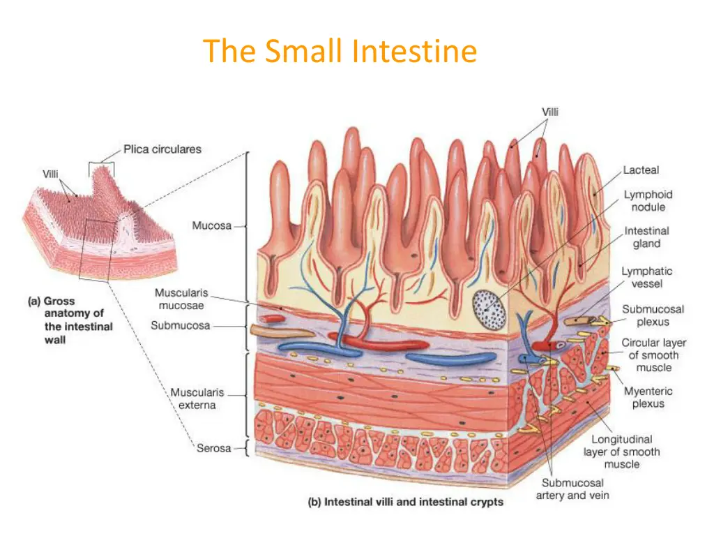 the small intestine