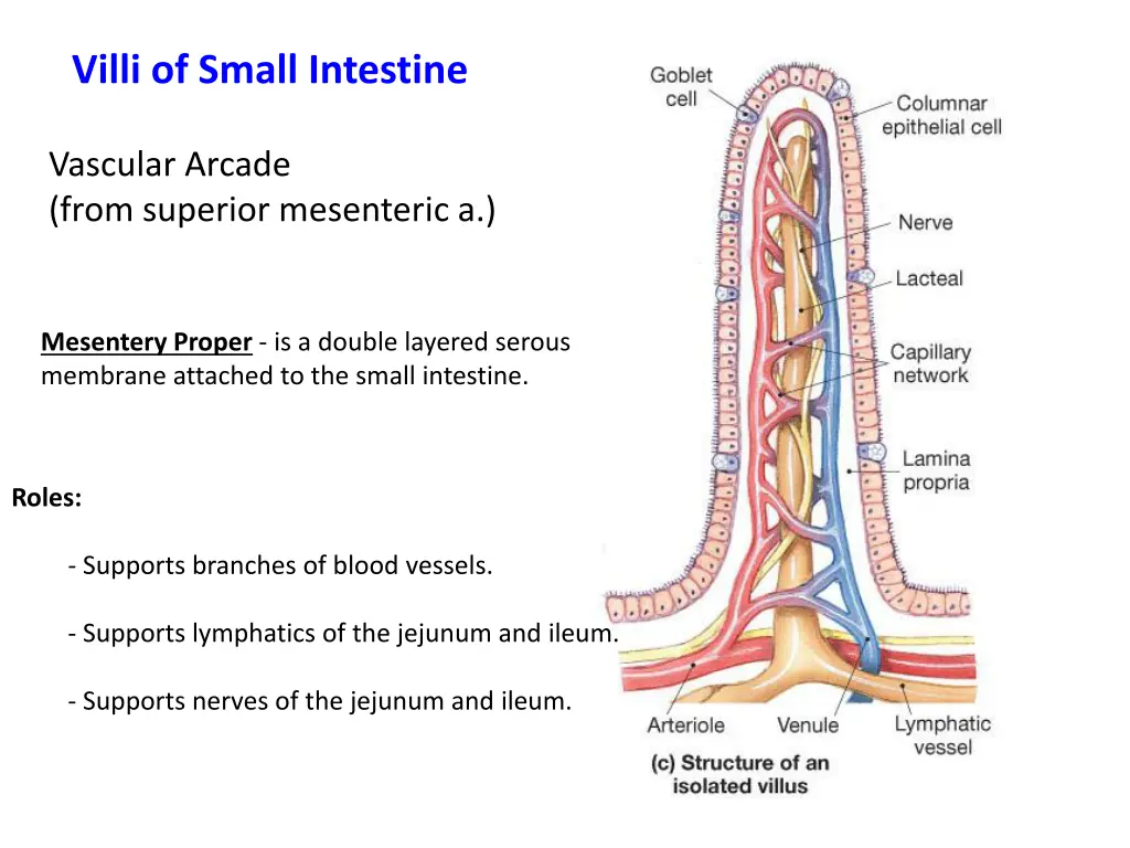 villi of small intestine