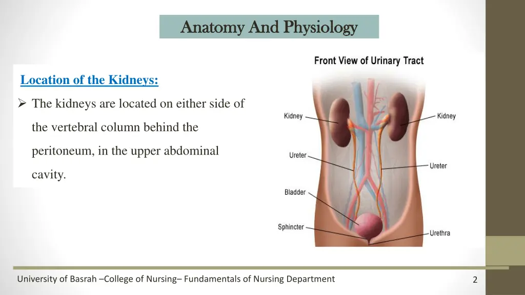 anatomy and physiology anatomy and physiology