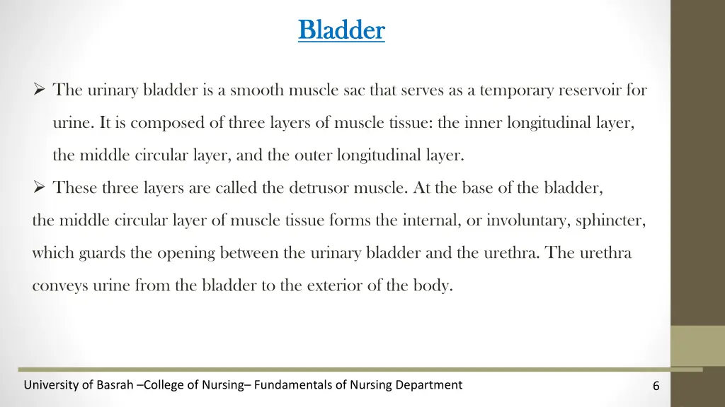 bladder bladder