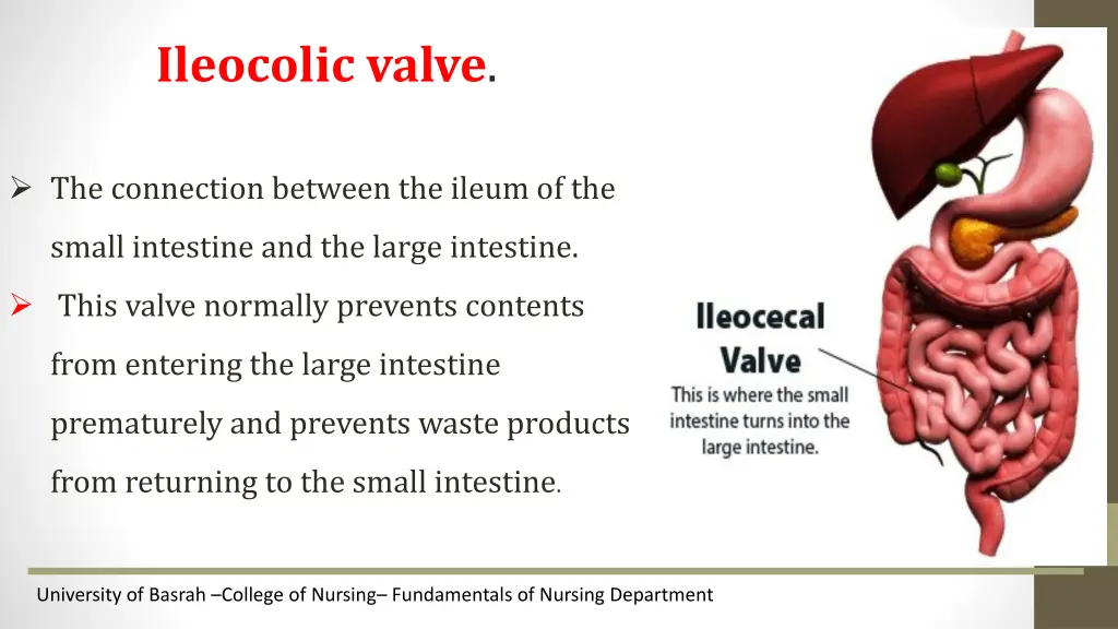 ileocolic valve the connection between the ileum