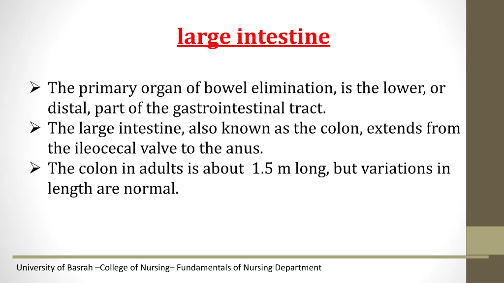 large intestine