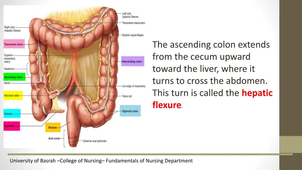the ascending colon extends from the cecum upward