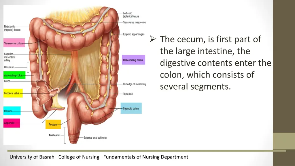 the cecum is first part of the large intestine