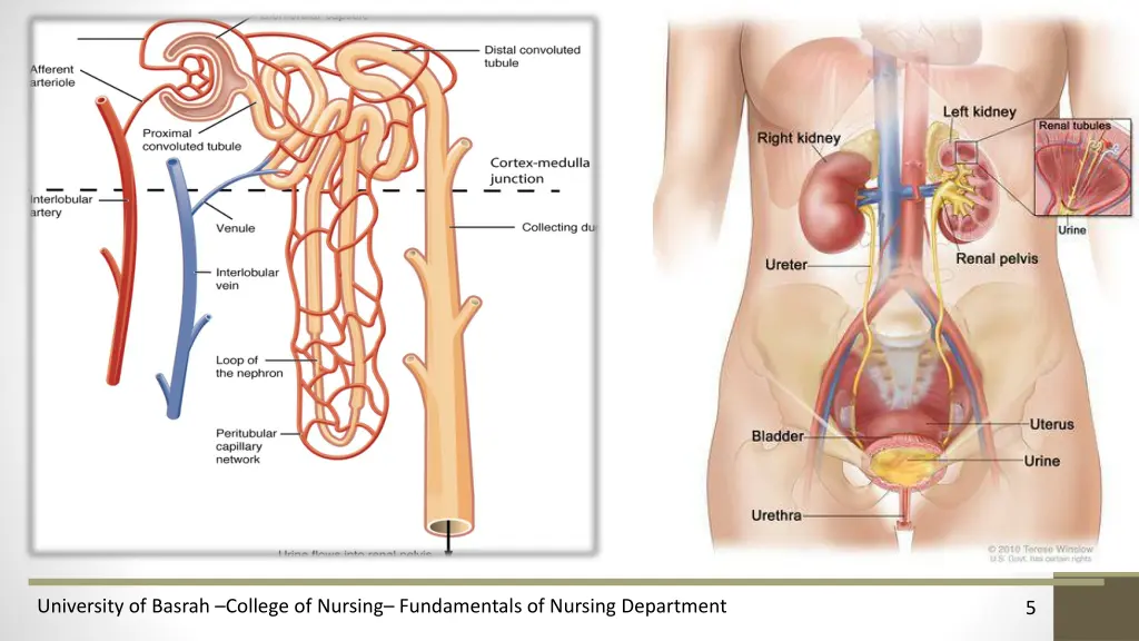 university of basrah college of nursing