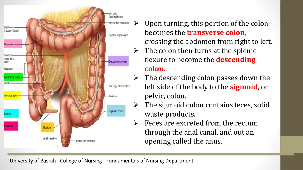 upon turning this portion of the colon becomes
