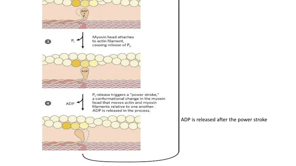 adp is released after the power stroke