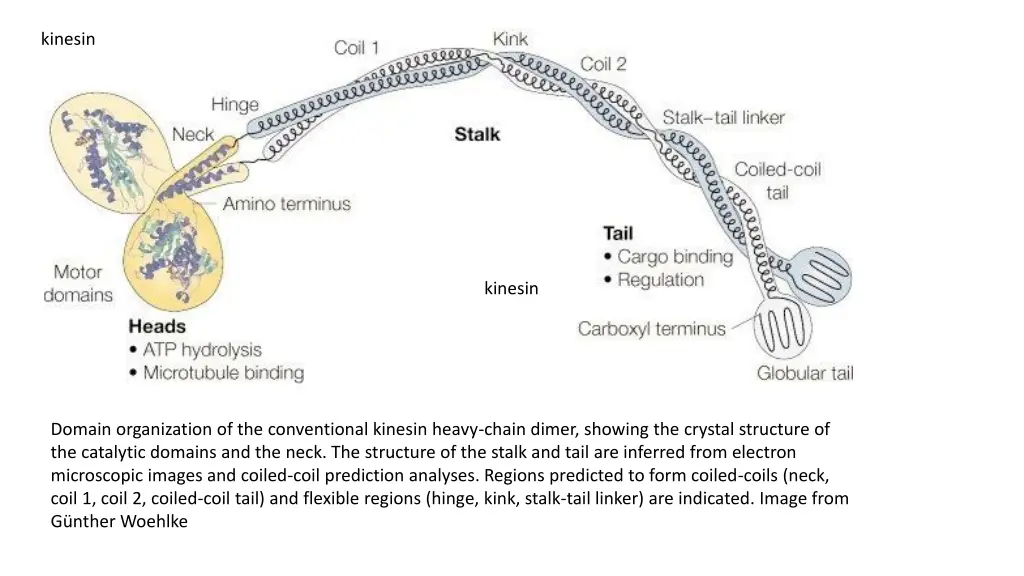 kinesin