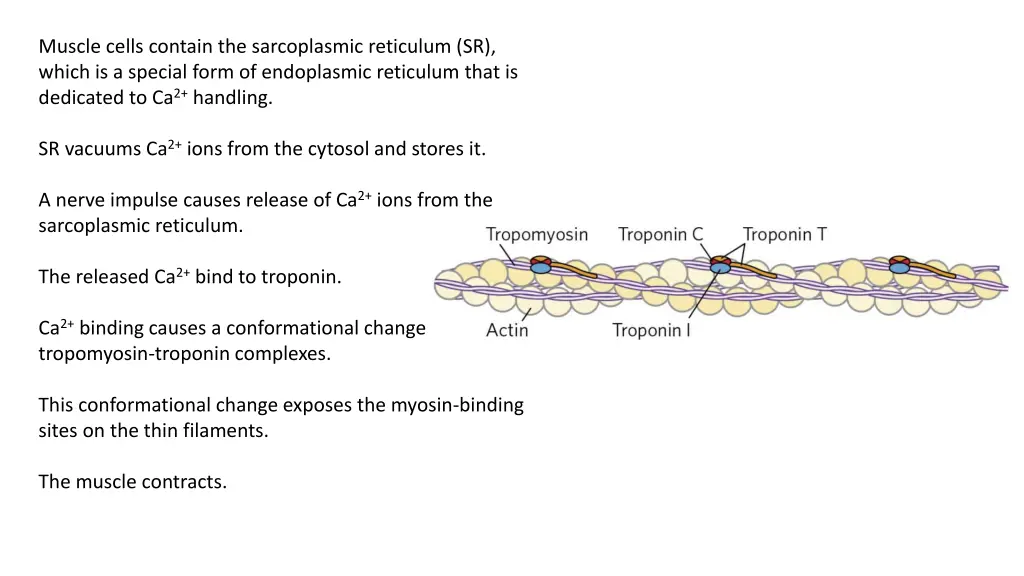 muscle cells contain the sarcoplasmic reticulum