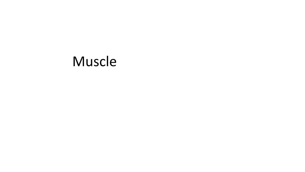 muscle