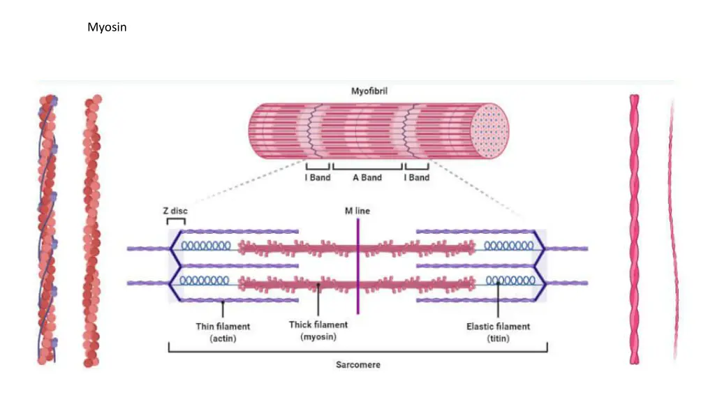 myosin