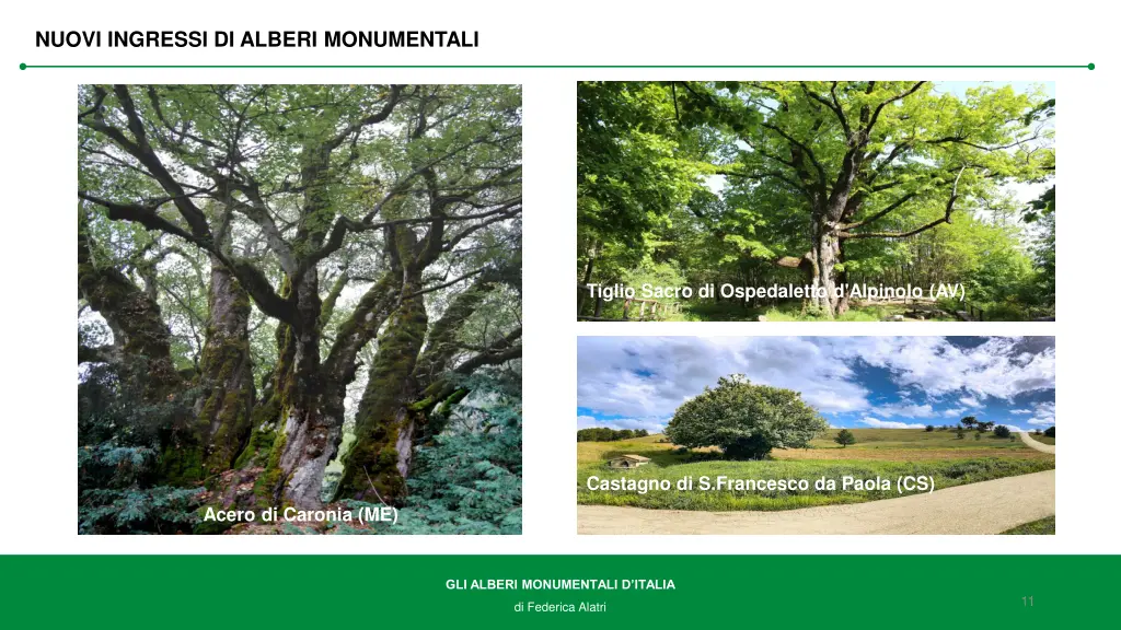 nuovi ingressi di alberi monumentali 1