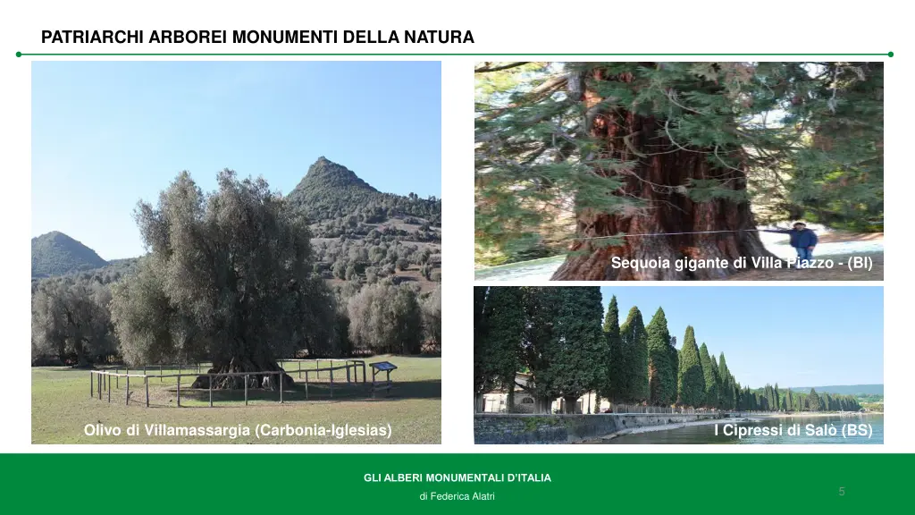 patriarchi arborei monumenti della natura 1