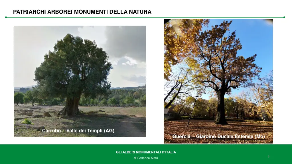 patriarchi arborei monumenti della natura