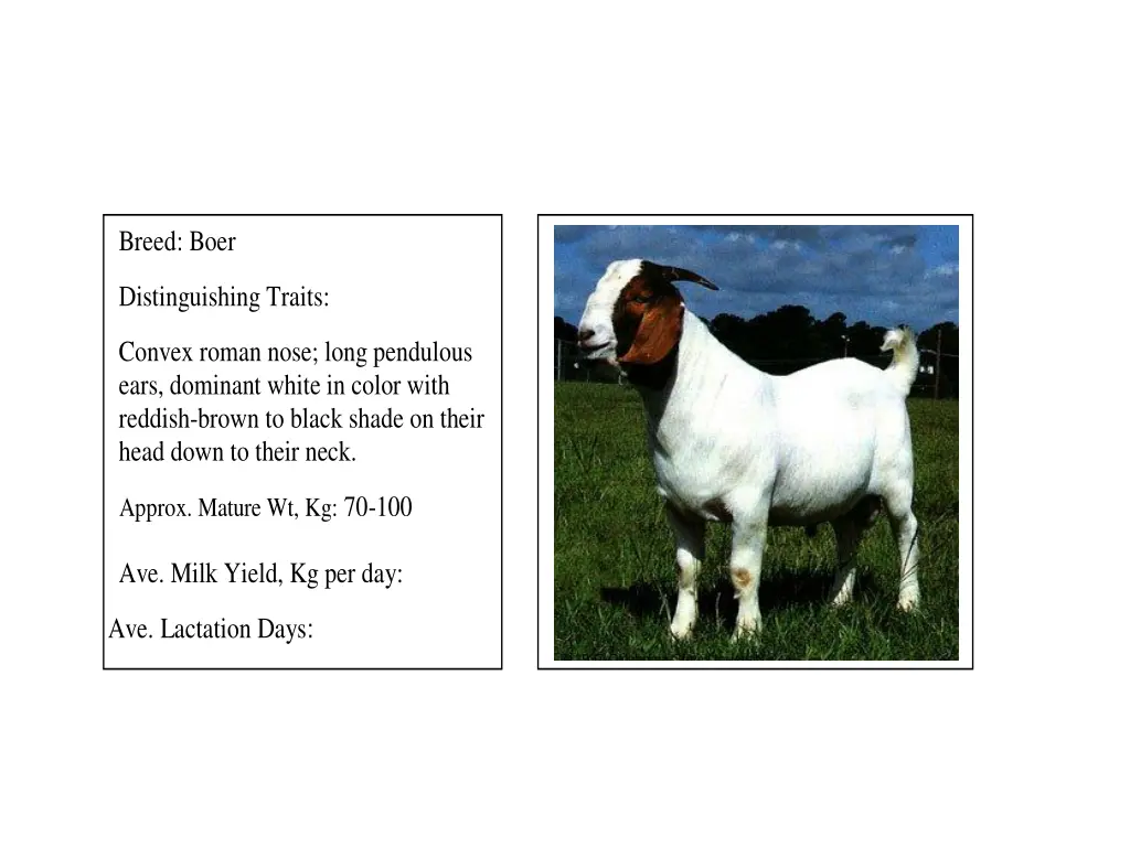 breed boer distinguishing traits convex roman