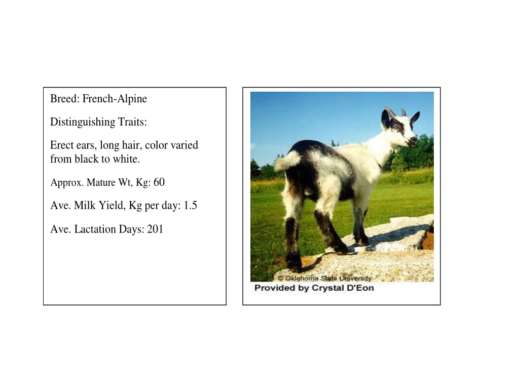breed french alpine distinguishing traits erect