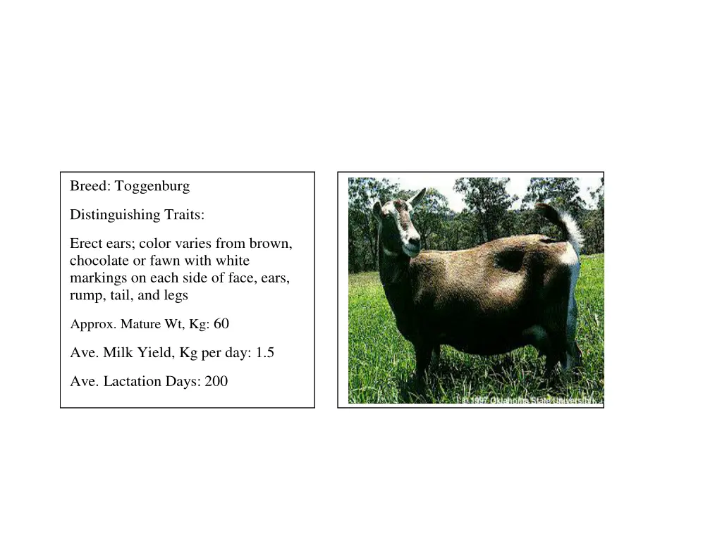 breed toggenburg distinguishing traits erect ears