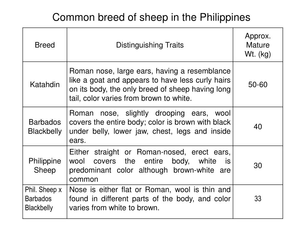common breed of sheep in the philippines