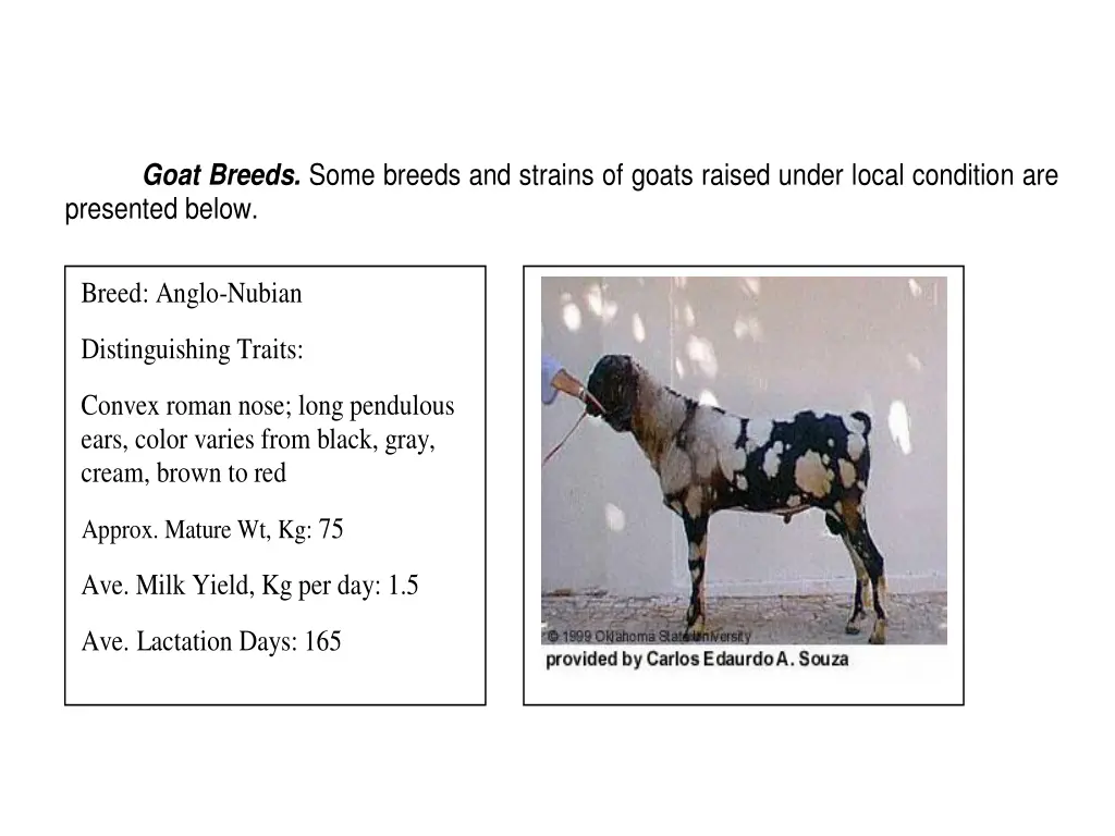 goat breeds some breeds and strains of goats