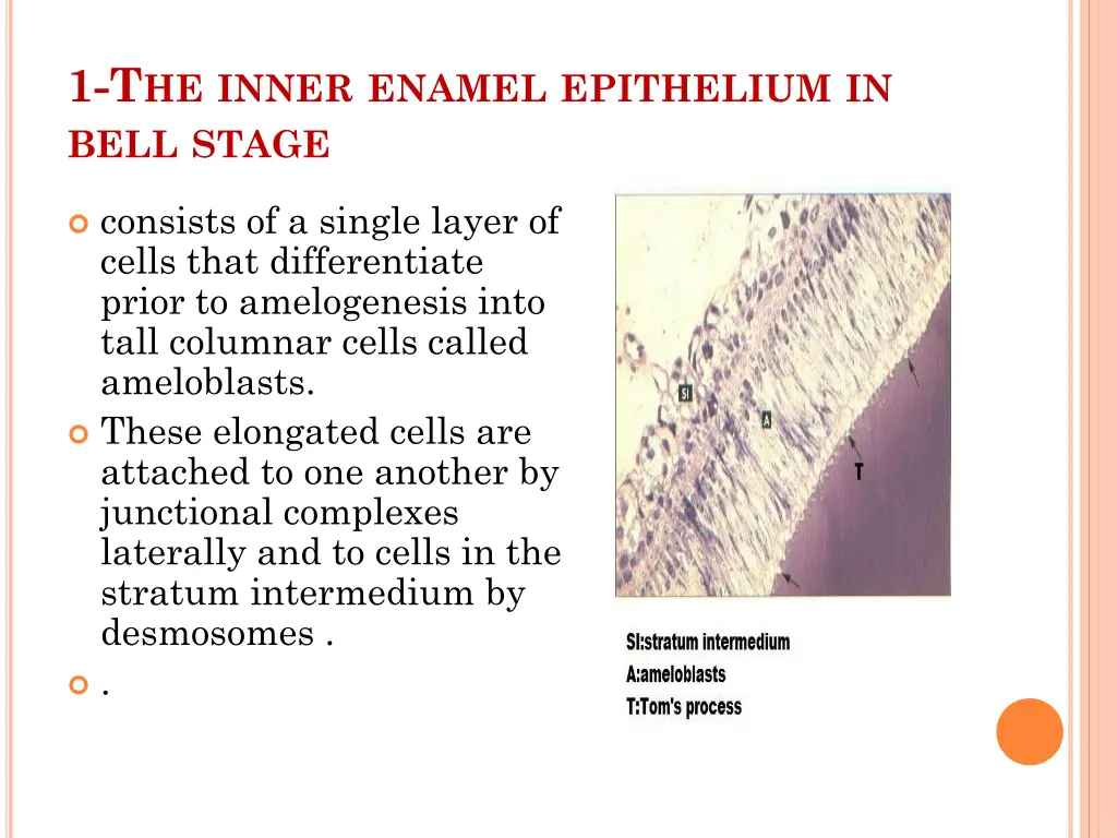 1 t he inner enamel epithelium in bell stage