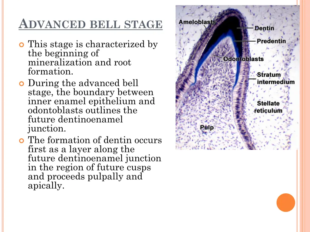 a dvanced bell stage