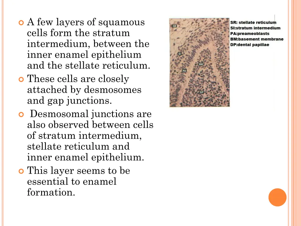 a few layers of squamous cells form the stratum