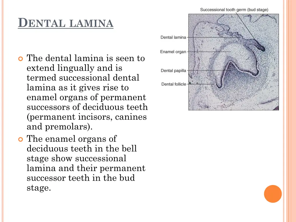 d ental lamina