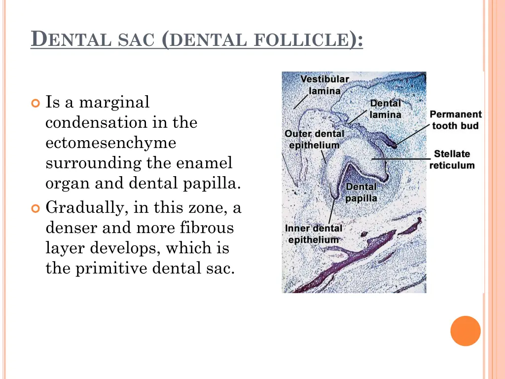 d ental sac dental follicle