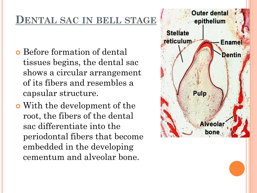 d ental sac in bell stage