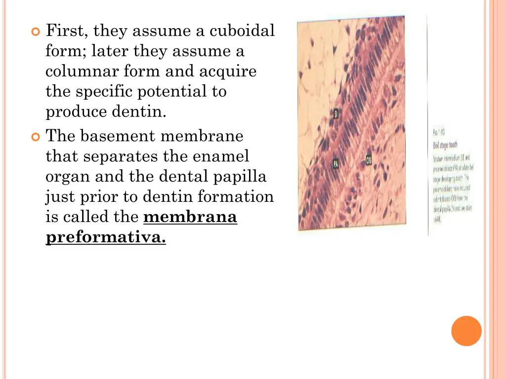 first they assume a cuboidal form later they