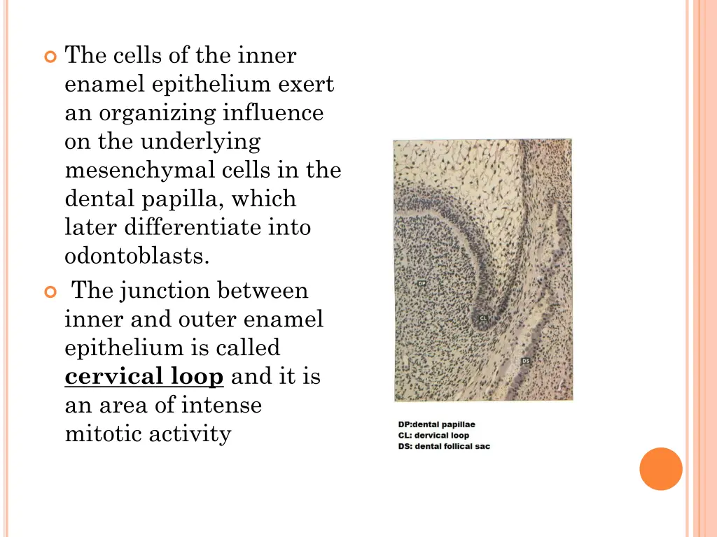 the cells of the inner enamel epithelium exert