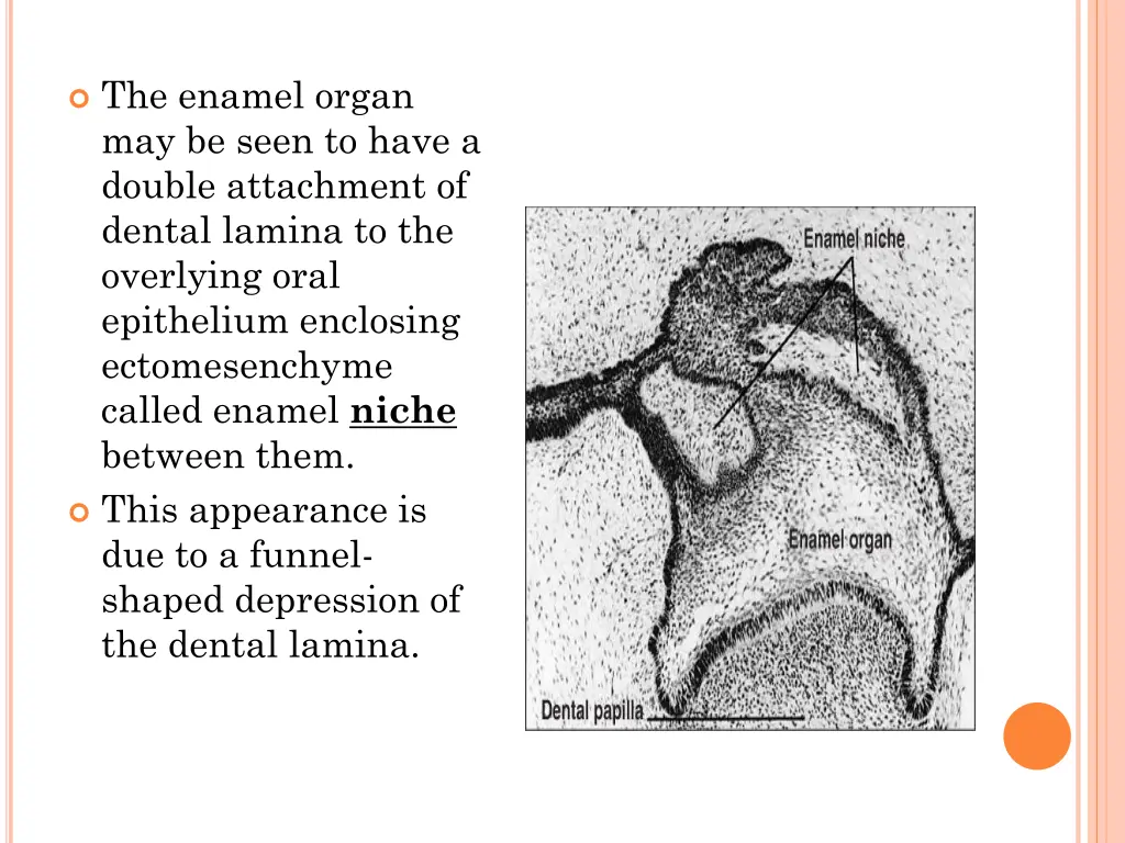 the enamel organ may be seen to have a double