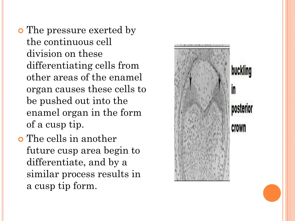 the pressure exerted by the continuous cell