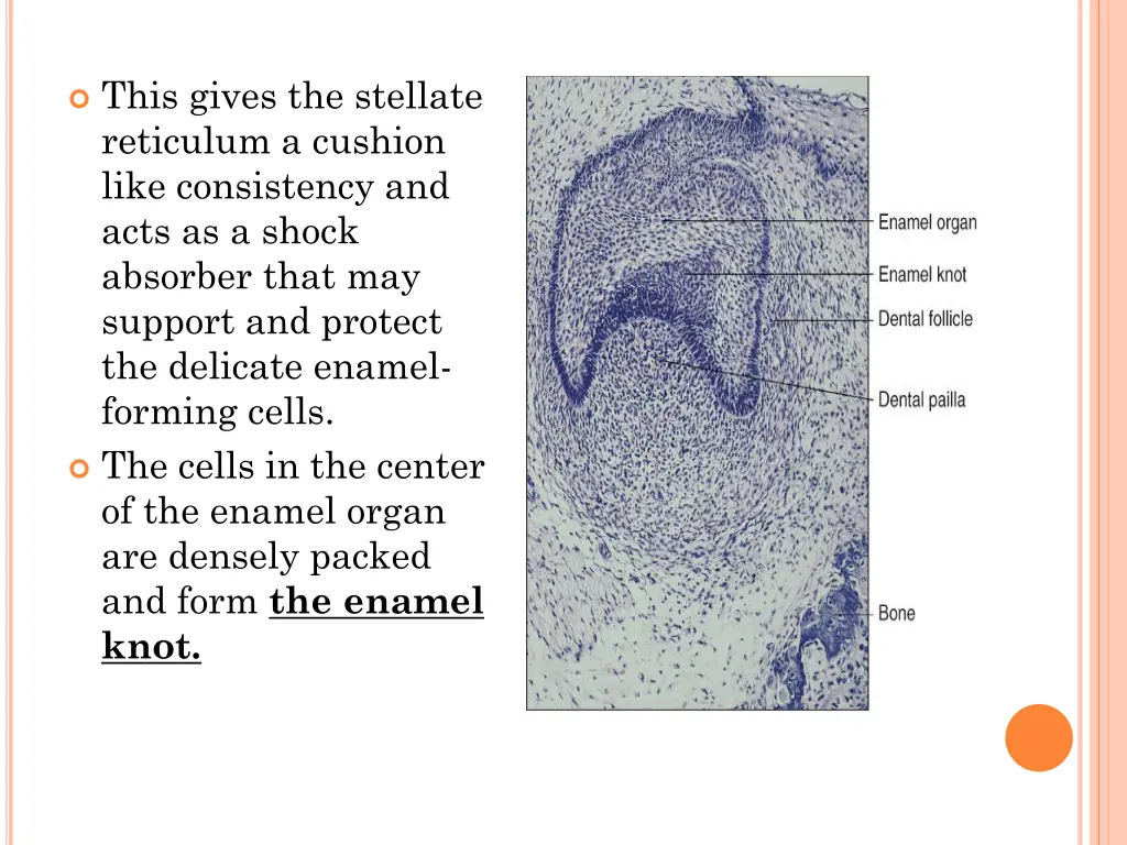 this gives the stellate reticulum a cushion like