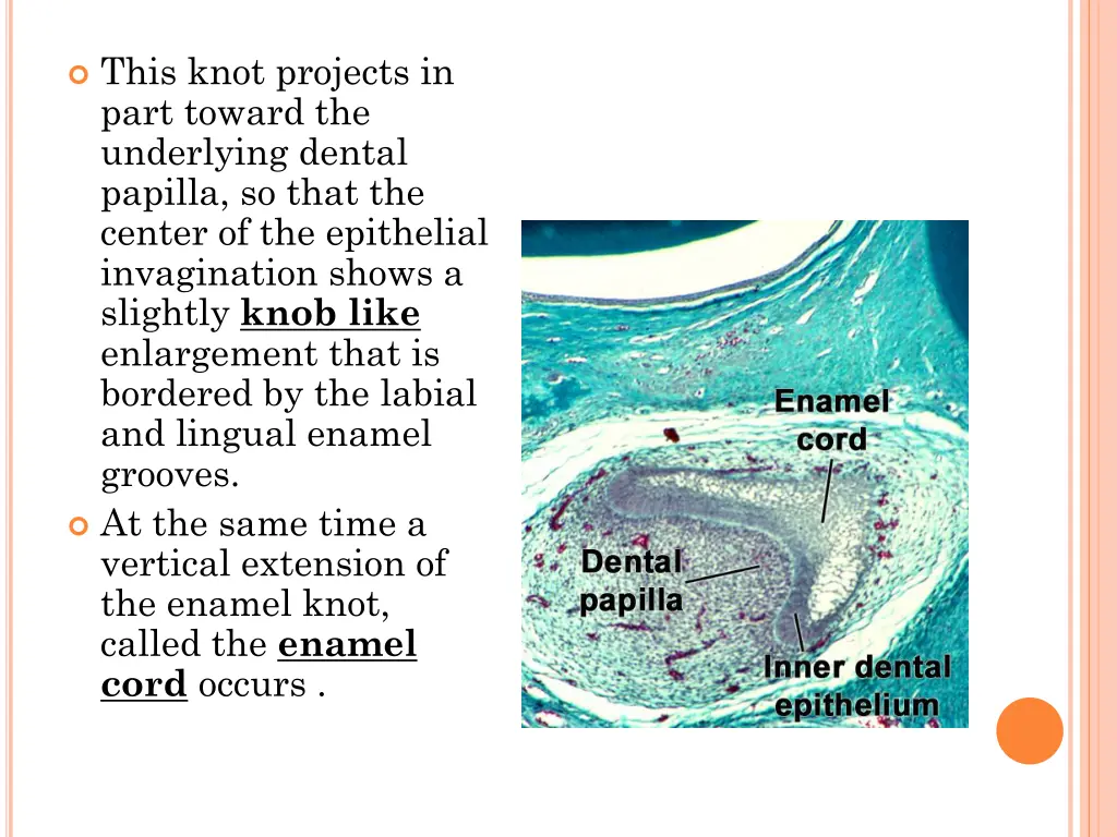 this knot projects in part toward the underlying