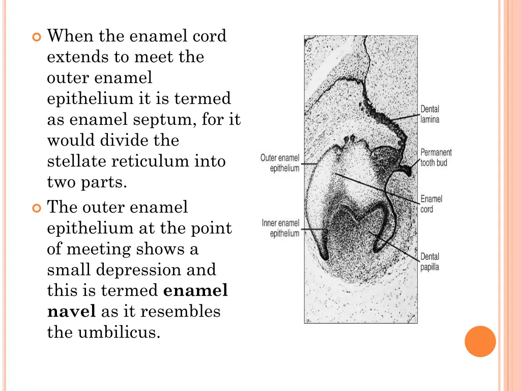 when the enamel cord extends to meet the outer