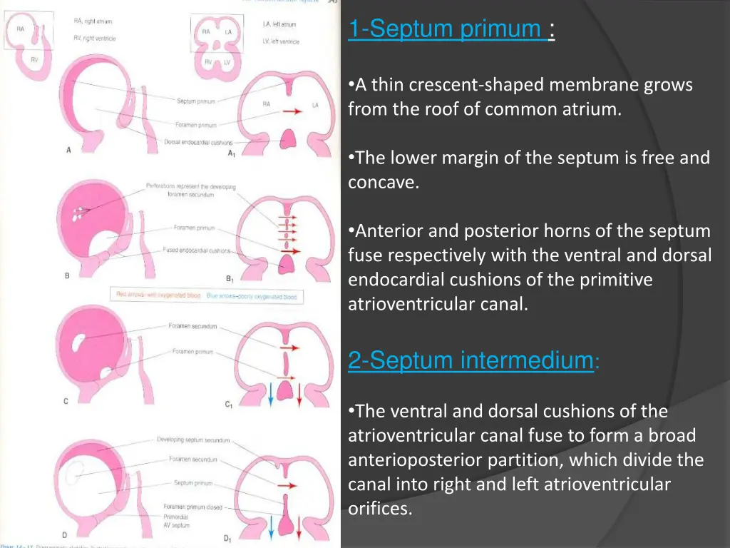 1 septum primum