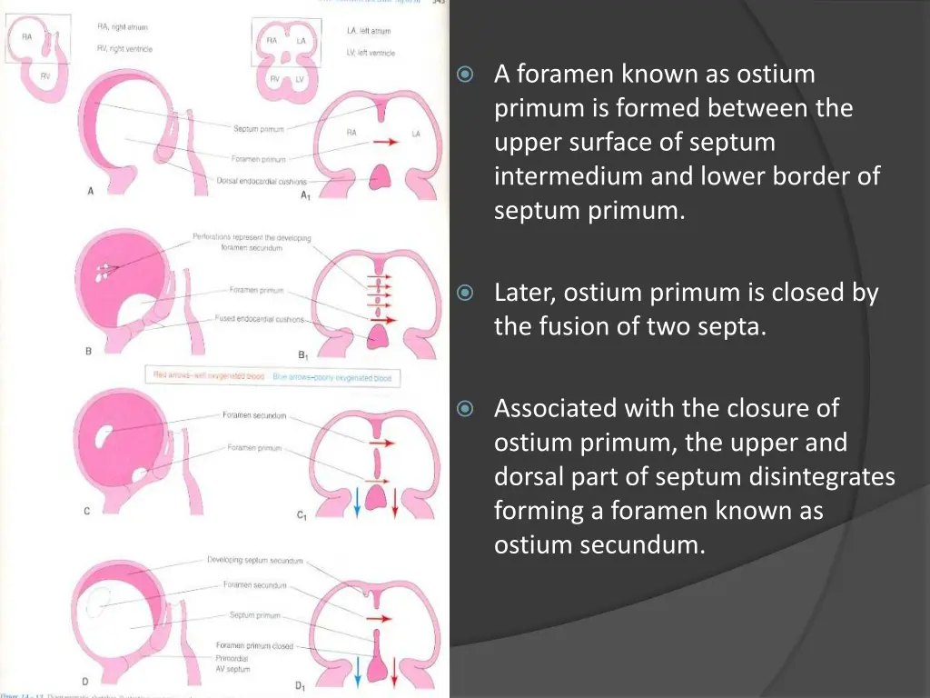 a foramen known as ostium primum is formed