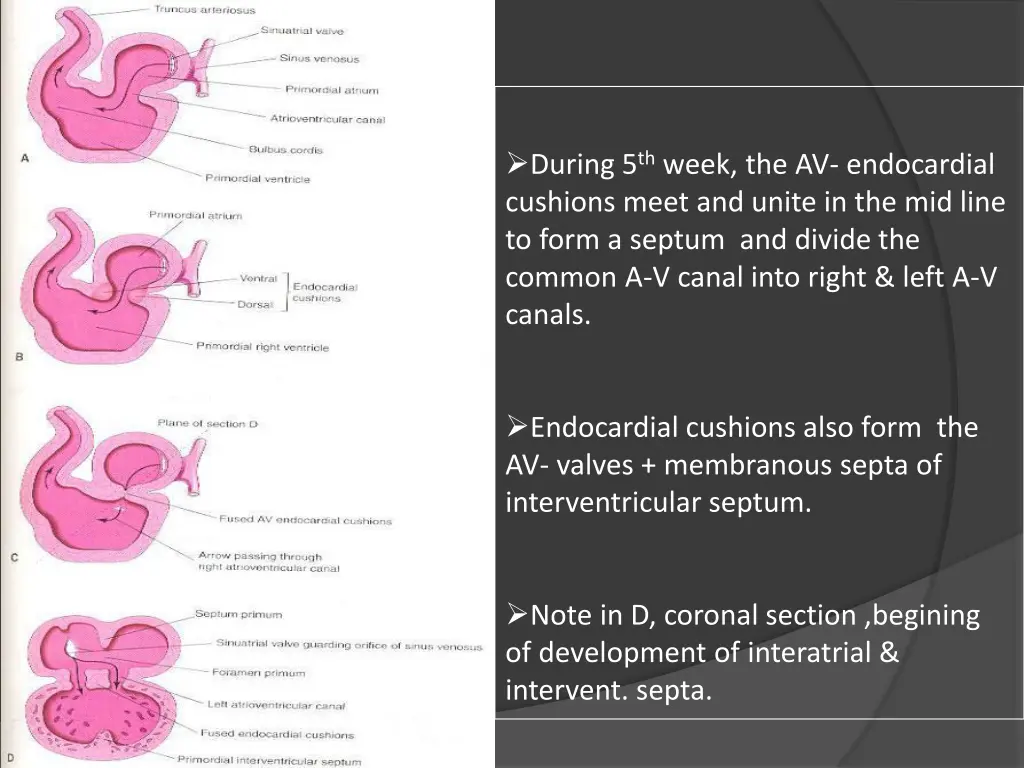 during 5 th week the av endocardial cushions meet