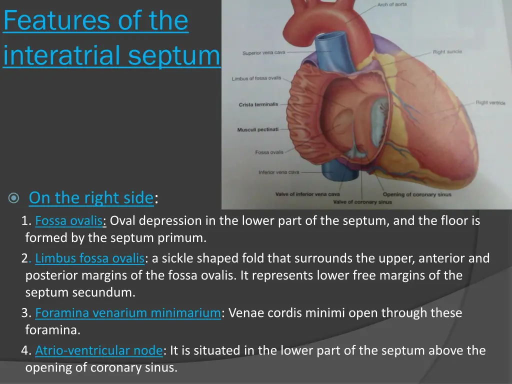 features of the interatrial septum