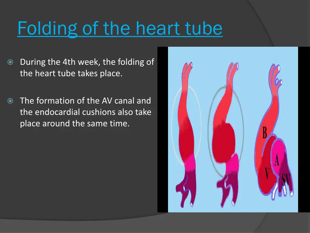 folding of the heart tube