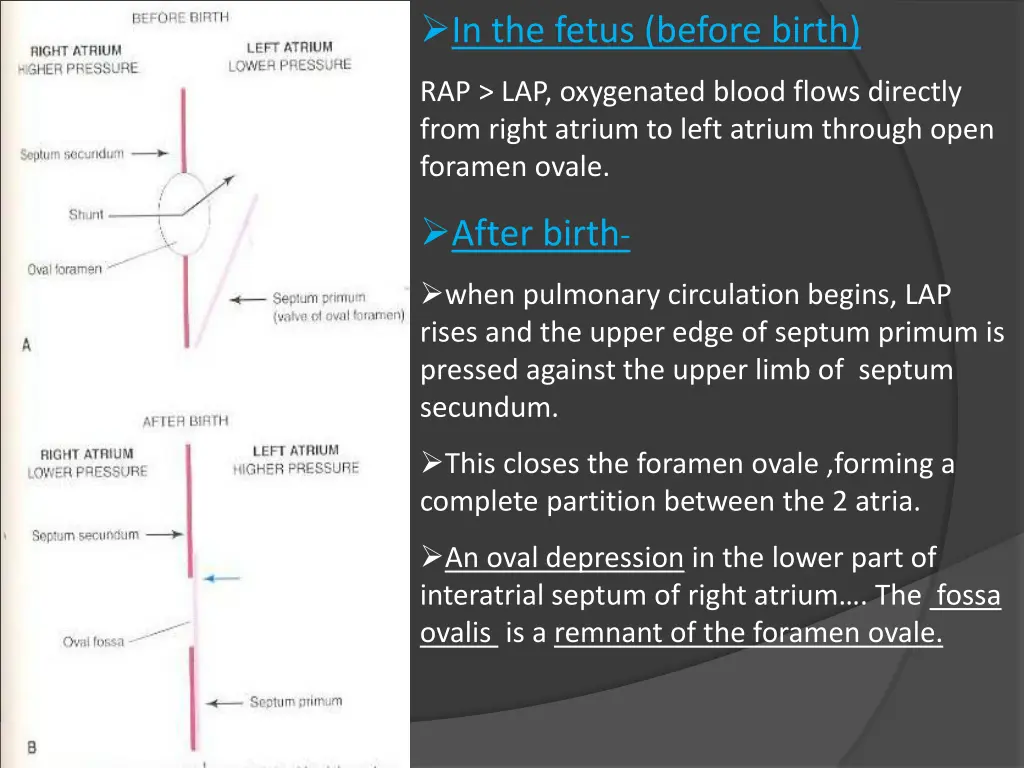 in the fetus before birth