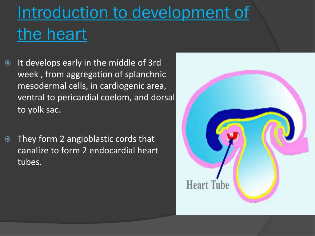 introduction to development of the heart